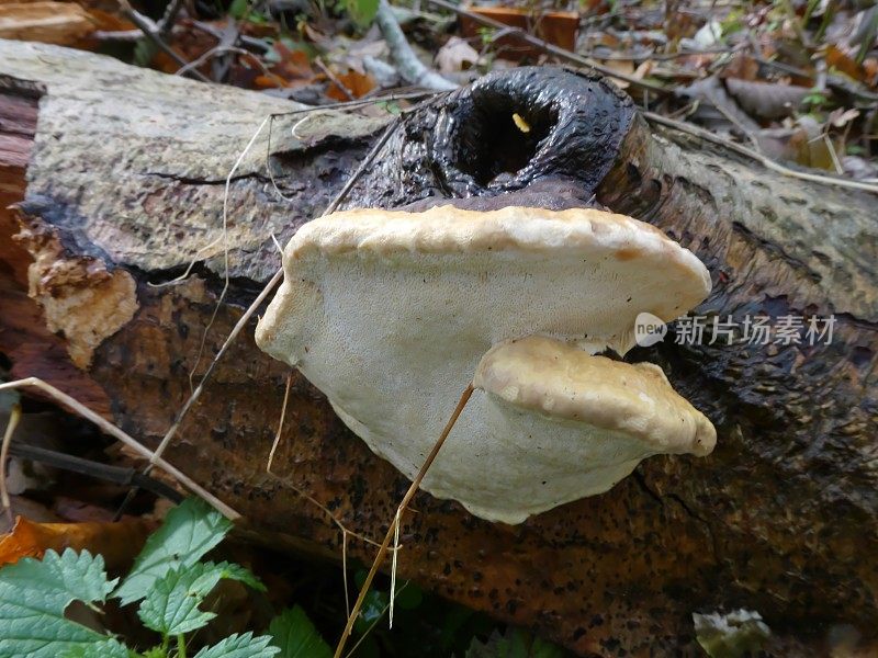 木真菌(Fomitopsis pinicola)